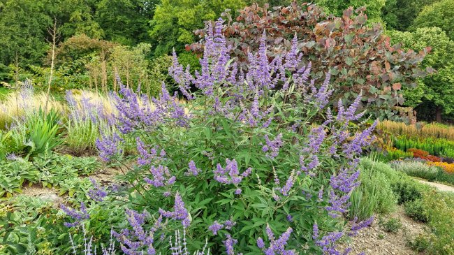 Chaste tree shrub with lilac-covered blooms.