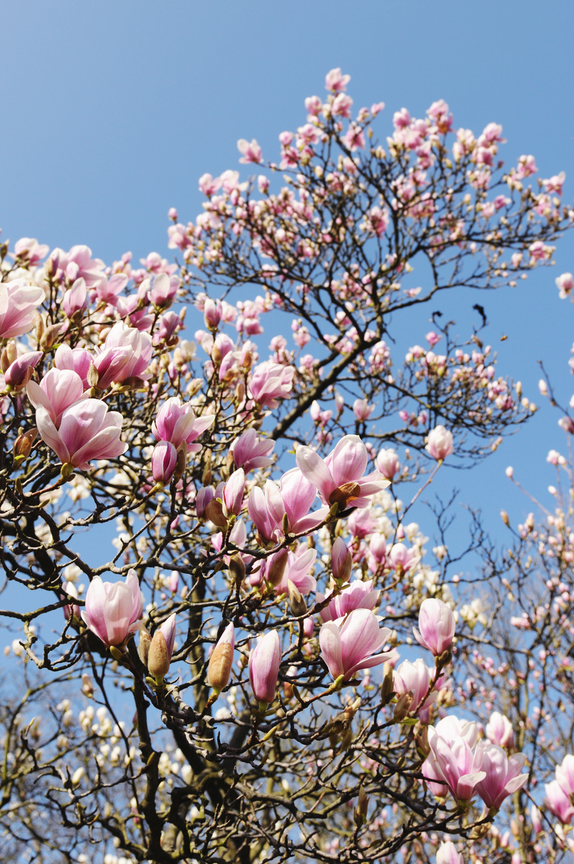 Dwarf Saucer Magnolia Tree Magnolia Tree Types, Planting & Care