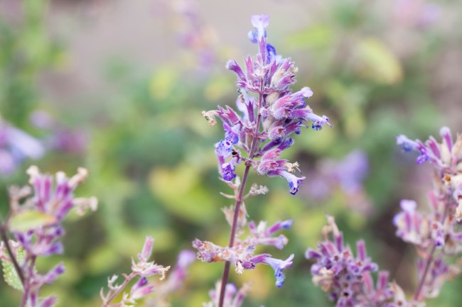 Catmint foliage, with grey and purple shades on its leaves.