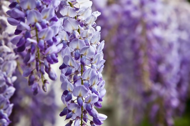Lavender-colored wisteria petals, close view.