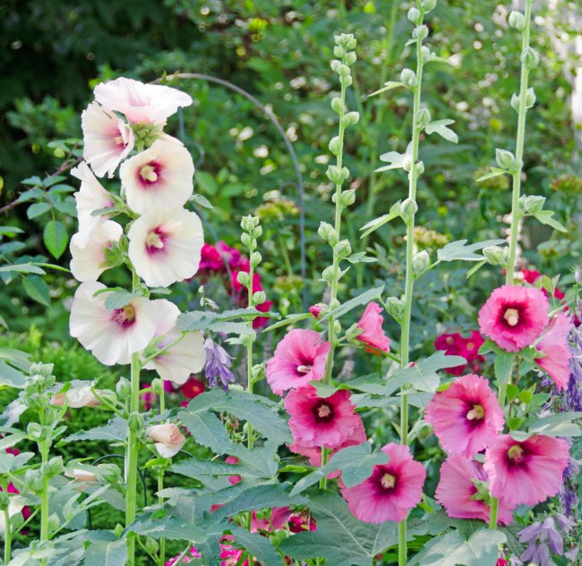 Hollyhock flowers in light pink and dark pink on tall, sturdy stems.