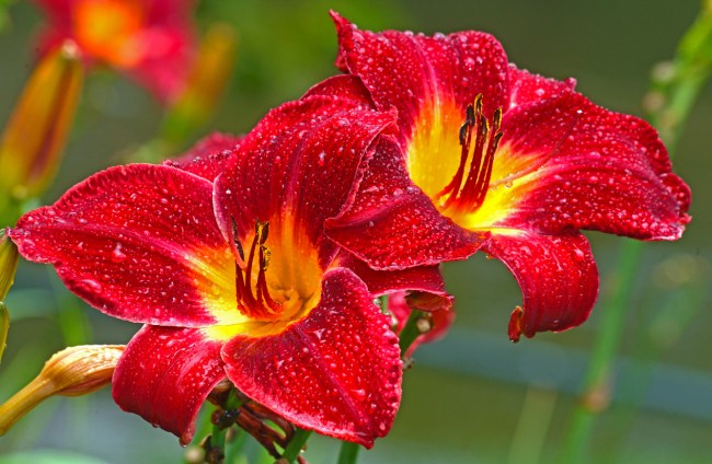 Bright red daylilies with yellow centers.