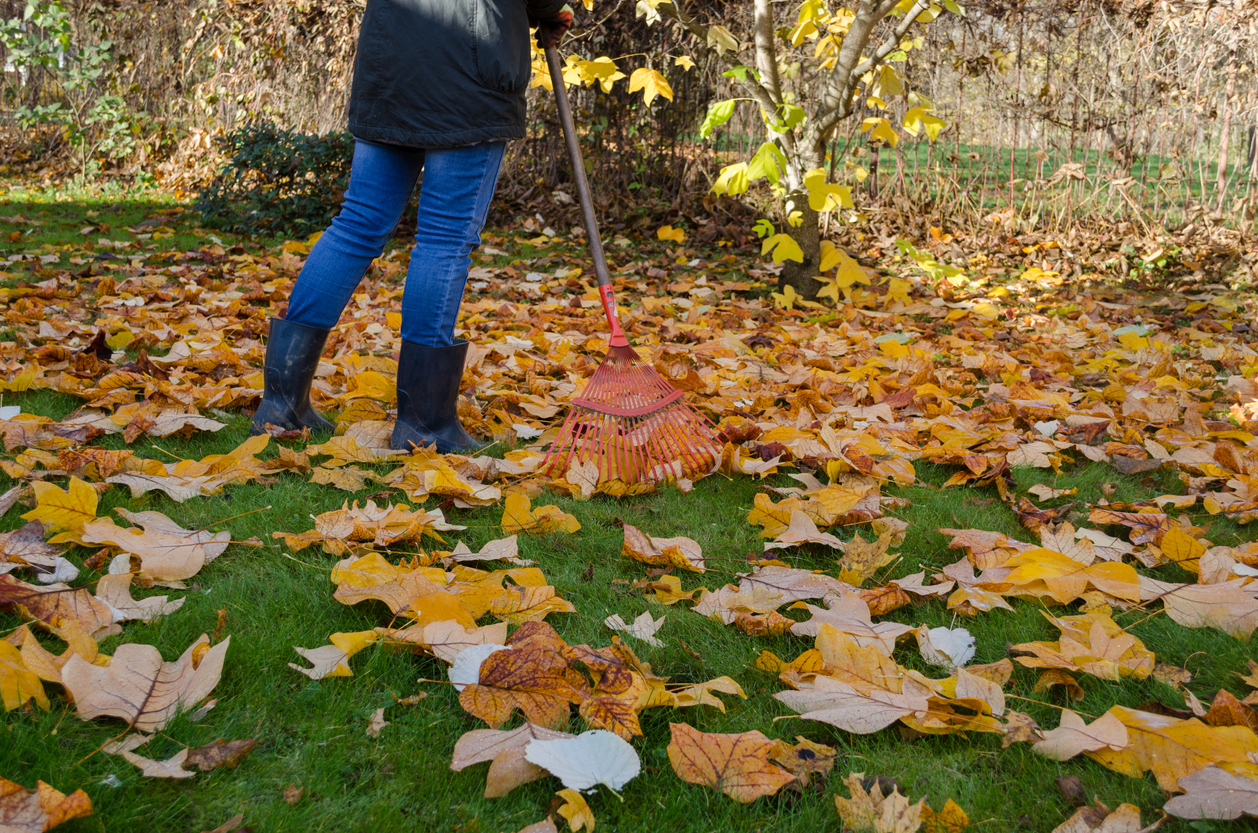 12 Ways to Rewild Your Urban Plot