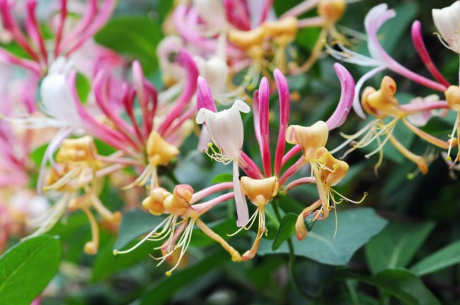 Honeysuckle vines with pink and yellow blooms.