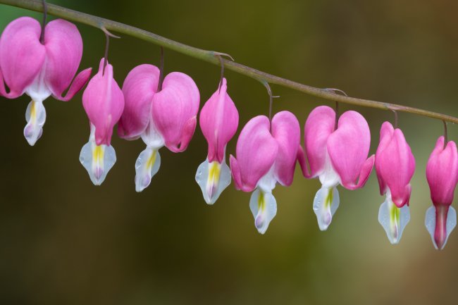 Pink bleeding heart blooms hanging down off a stem.