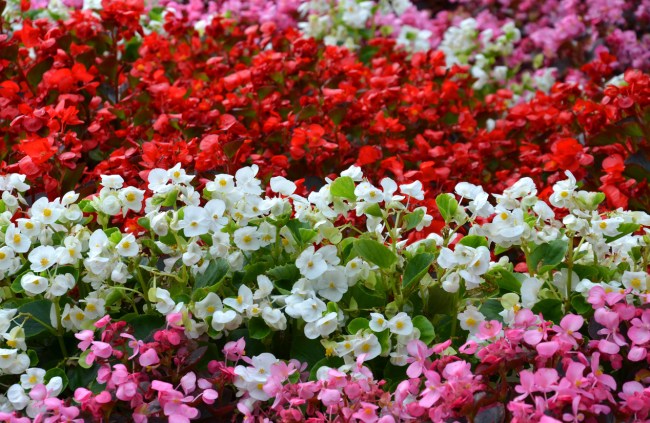 Patch of begonias in swaths of red, white, and pink flowers.