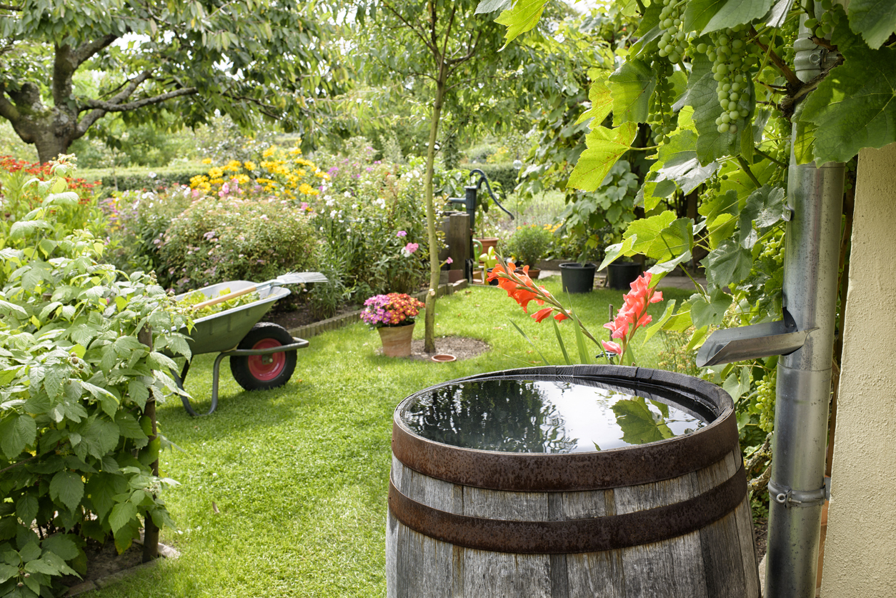 A wooden rain barrel up against a house with a nicely landscaped backyard in the backyard.