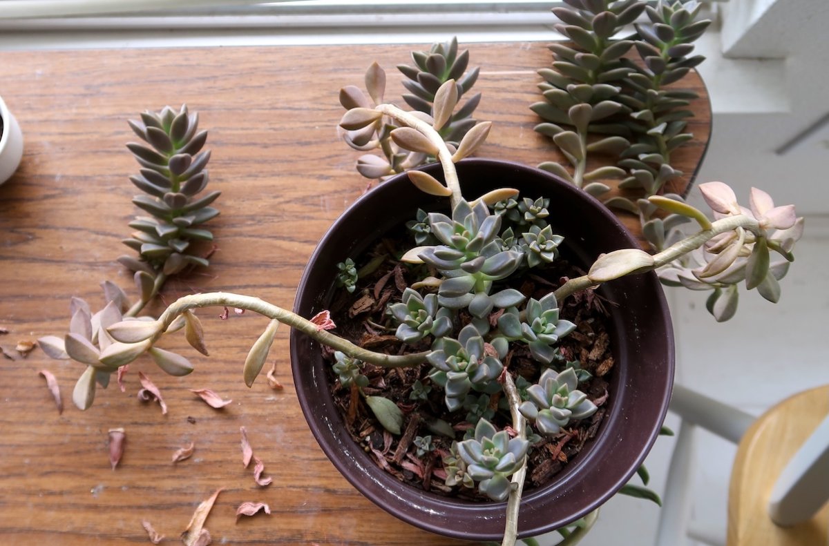 Leggy potted succulent grows out of pot onto table and toward window. 