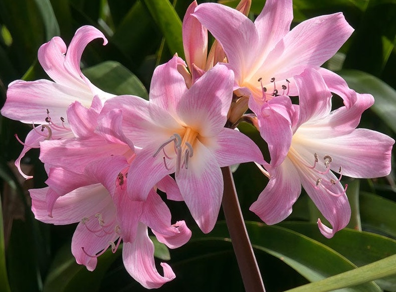 Pink naked lady lily flowers