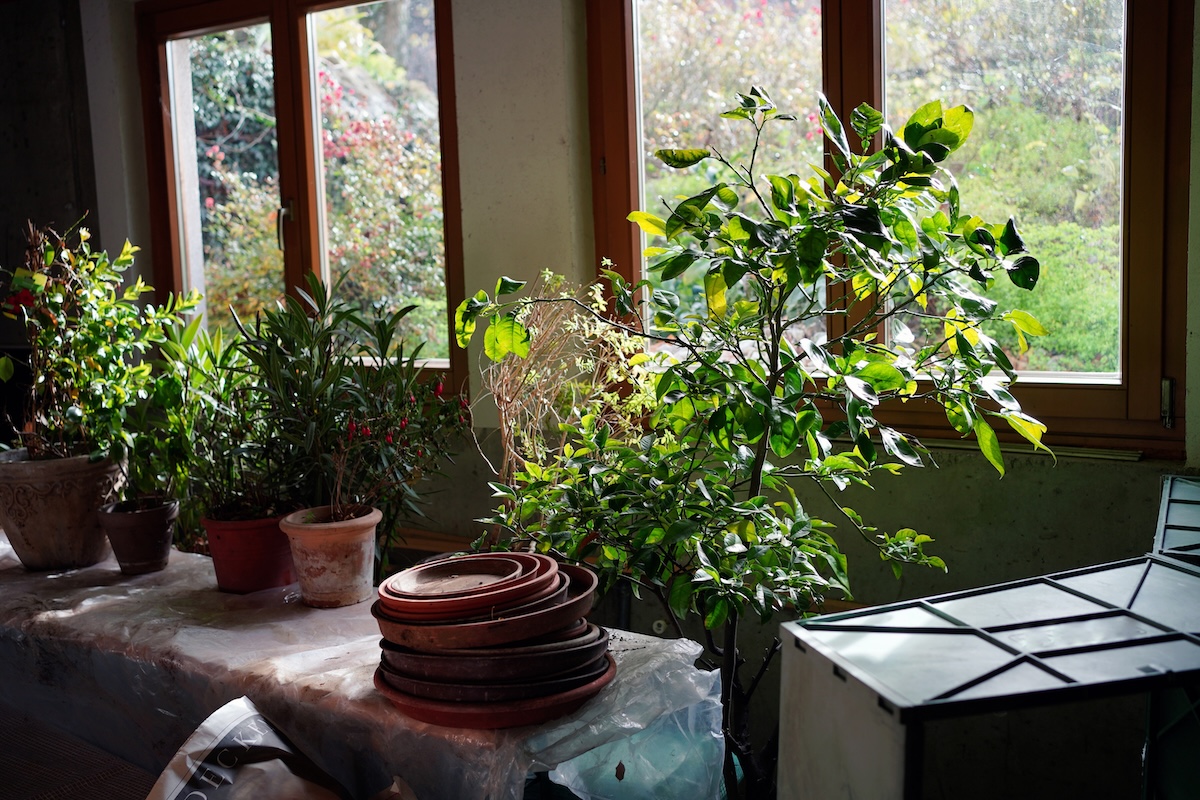 Overwintering Mediterranean plants and trees indoors next to a window.
