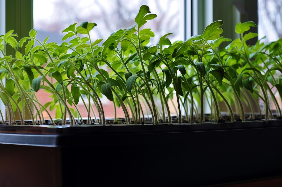 Tomato seedlings lean toward sunlight coming through window.