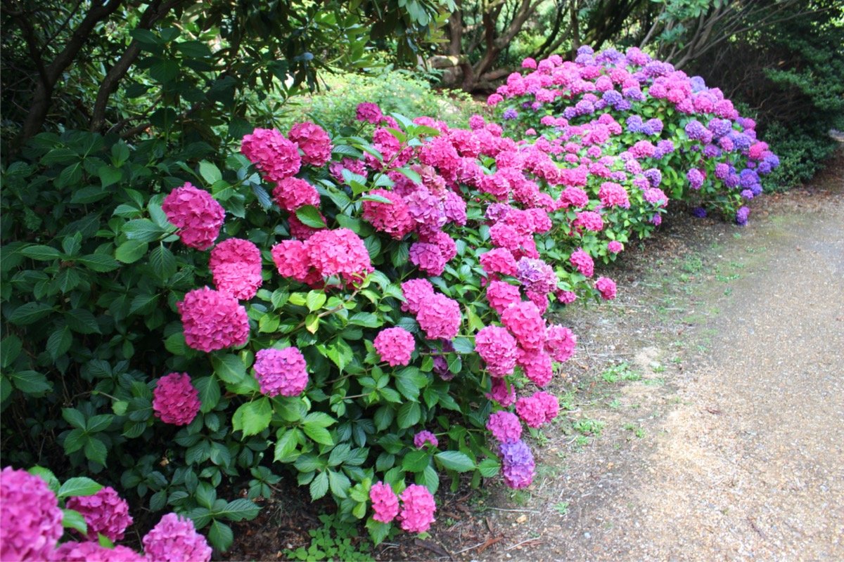 25 Shade Loving Plants For Where The Sun Don t Shine 25 Shade Loving Plants For Where The Sun Don t Shine