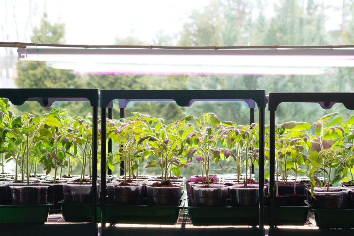 Seedlings under a grow light, with a window on a clear day in the background.