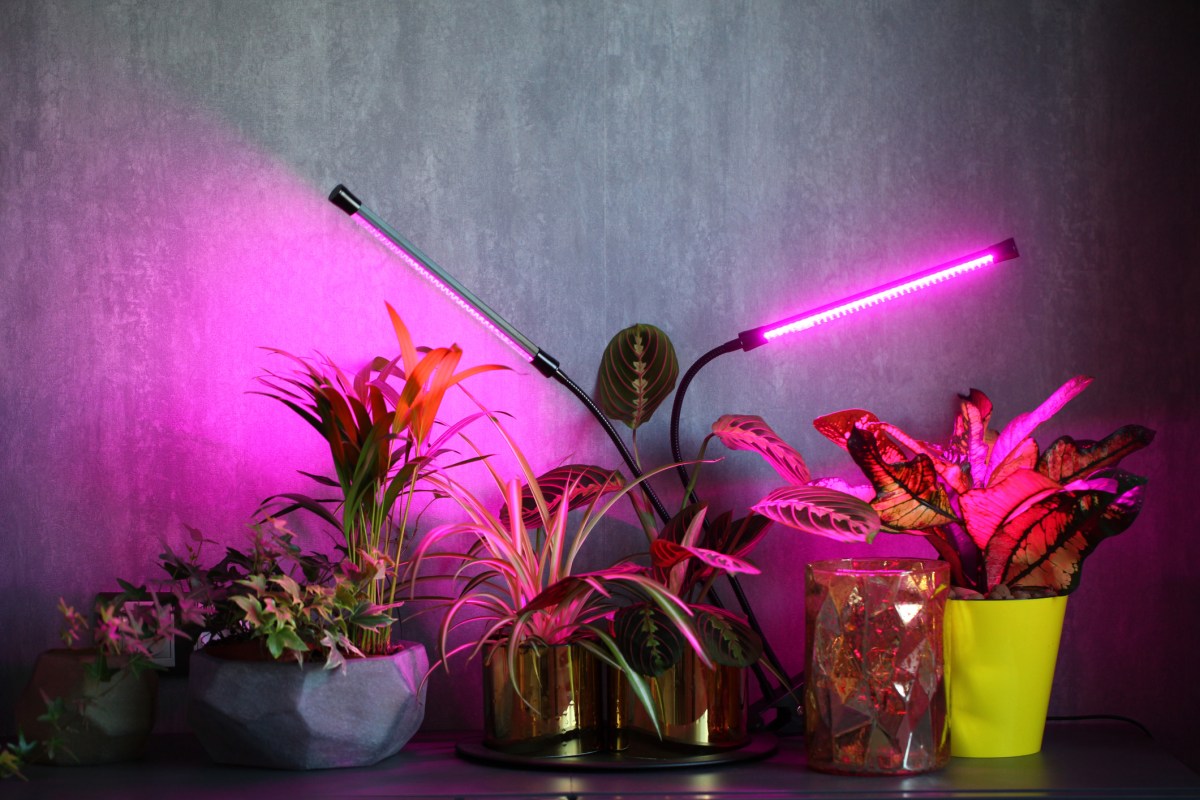 plants grow lights