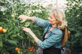 Pruning Tomato Plants 6 Mistakes Most First Time Gardeners Make pruning-tomato-plants-6-mistakes-most-first-time-gardeners-make