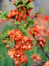 shade loving plants