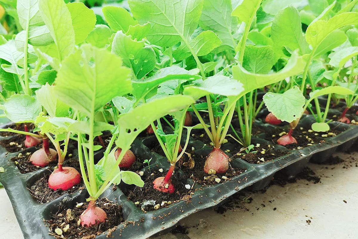 Radish seedlings in a black seed-starting tray.