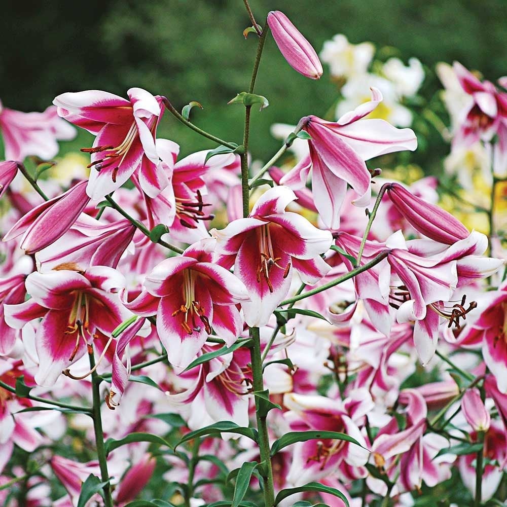 A large patch of Lilum 'Silk Road', white with a magenta throat, growing in a garden.