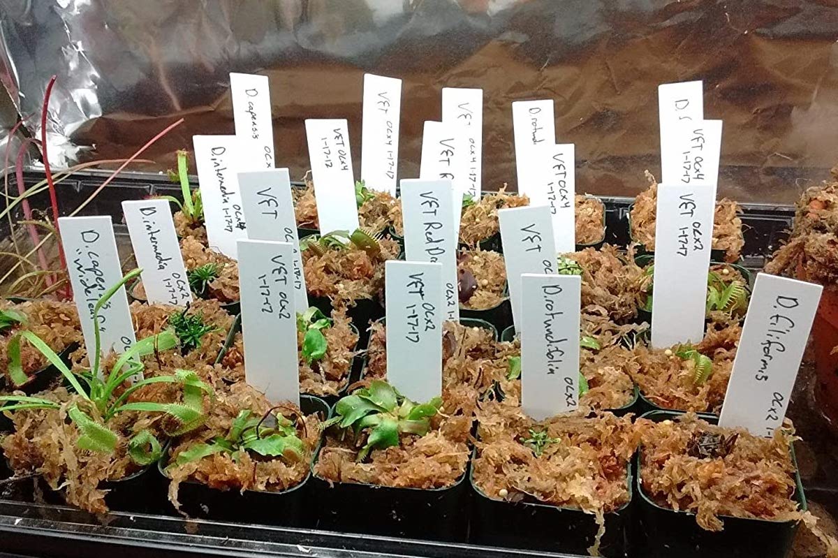 A flat of plant starts with white plant labels tucked into each cell, plant names and dates written on the labels.