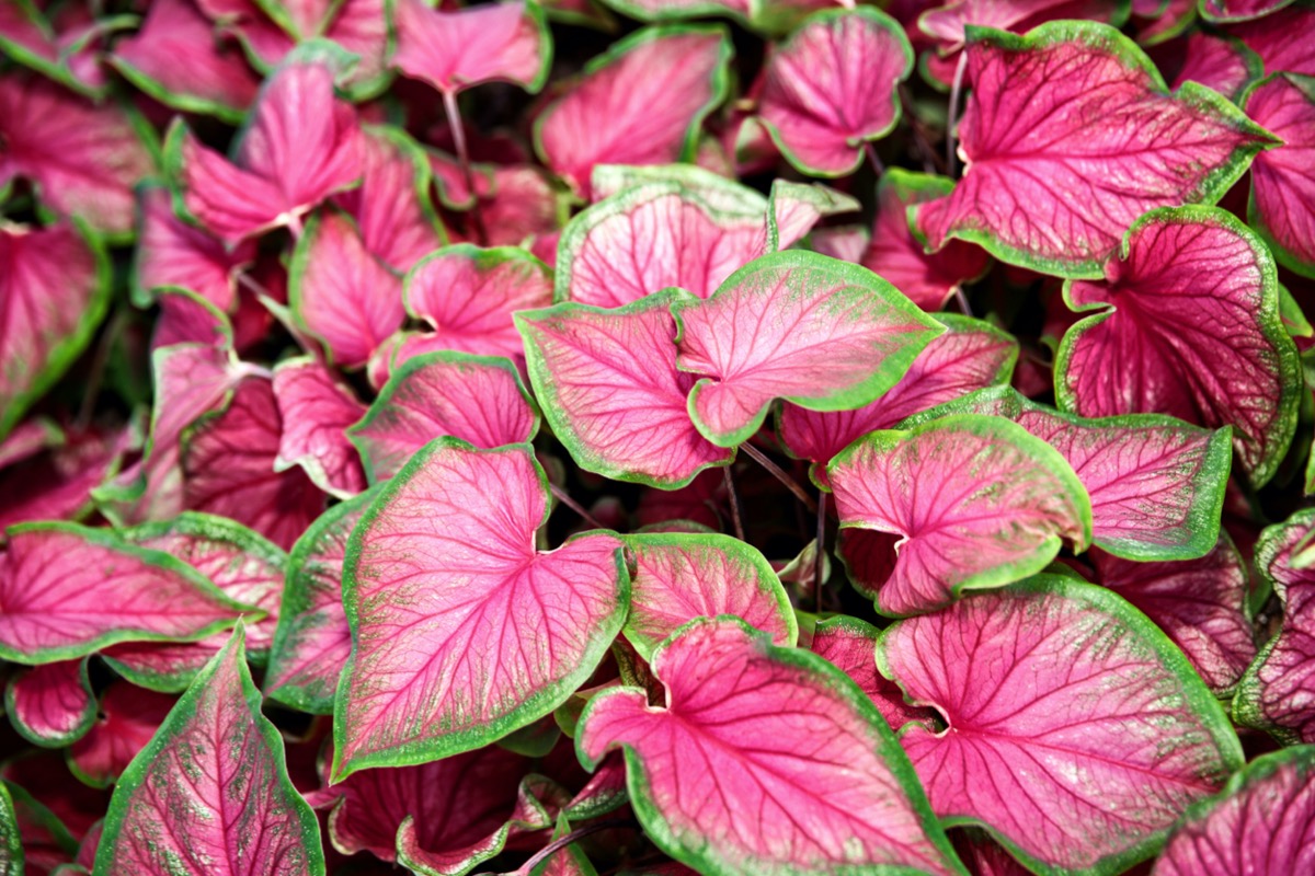 Caladium plants with leaves that have green borders and pink centers. 
