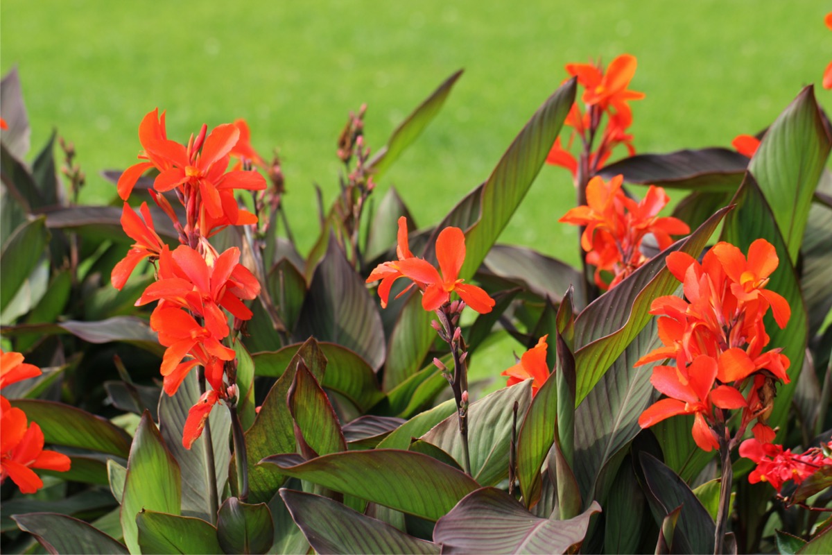 Orange Canna Lily Plants