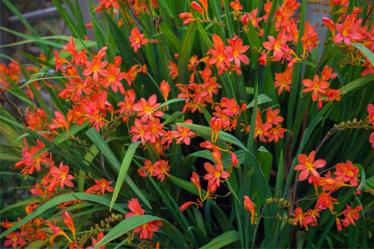 Flaming orange crocosmia blooms