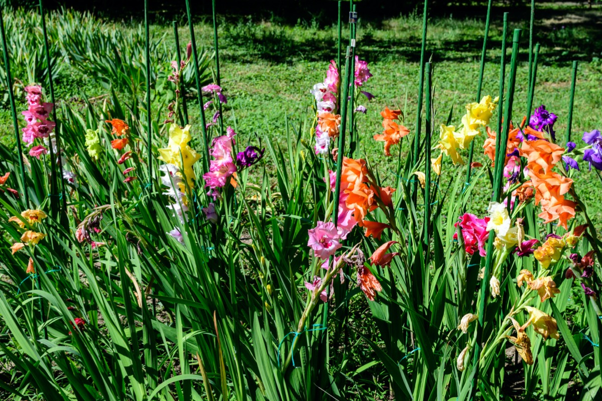 Gladiola flowers in rainbow colors