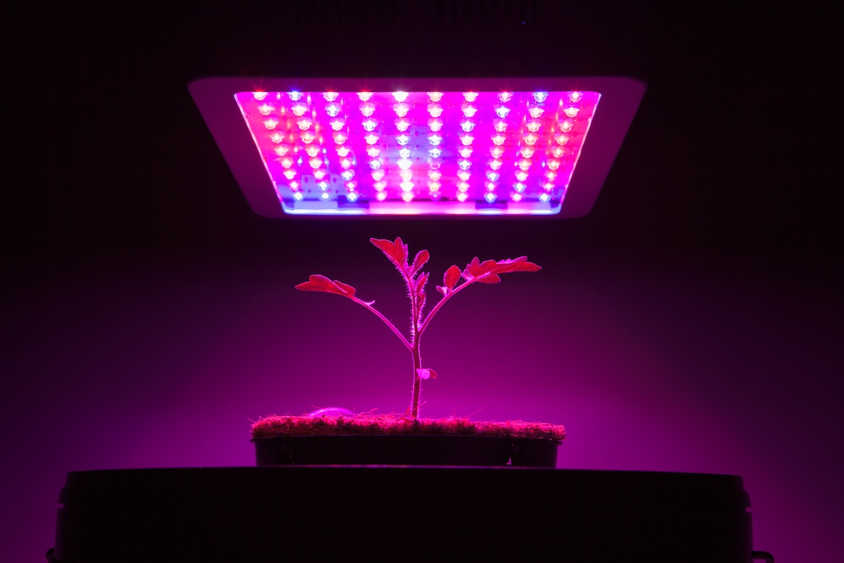 A single young tomato plant under a LED grow light in a dark room.