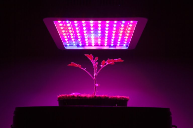 A single young tomato plant under a LED grow light in a dark room.