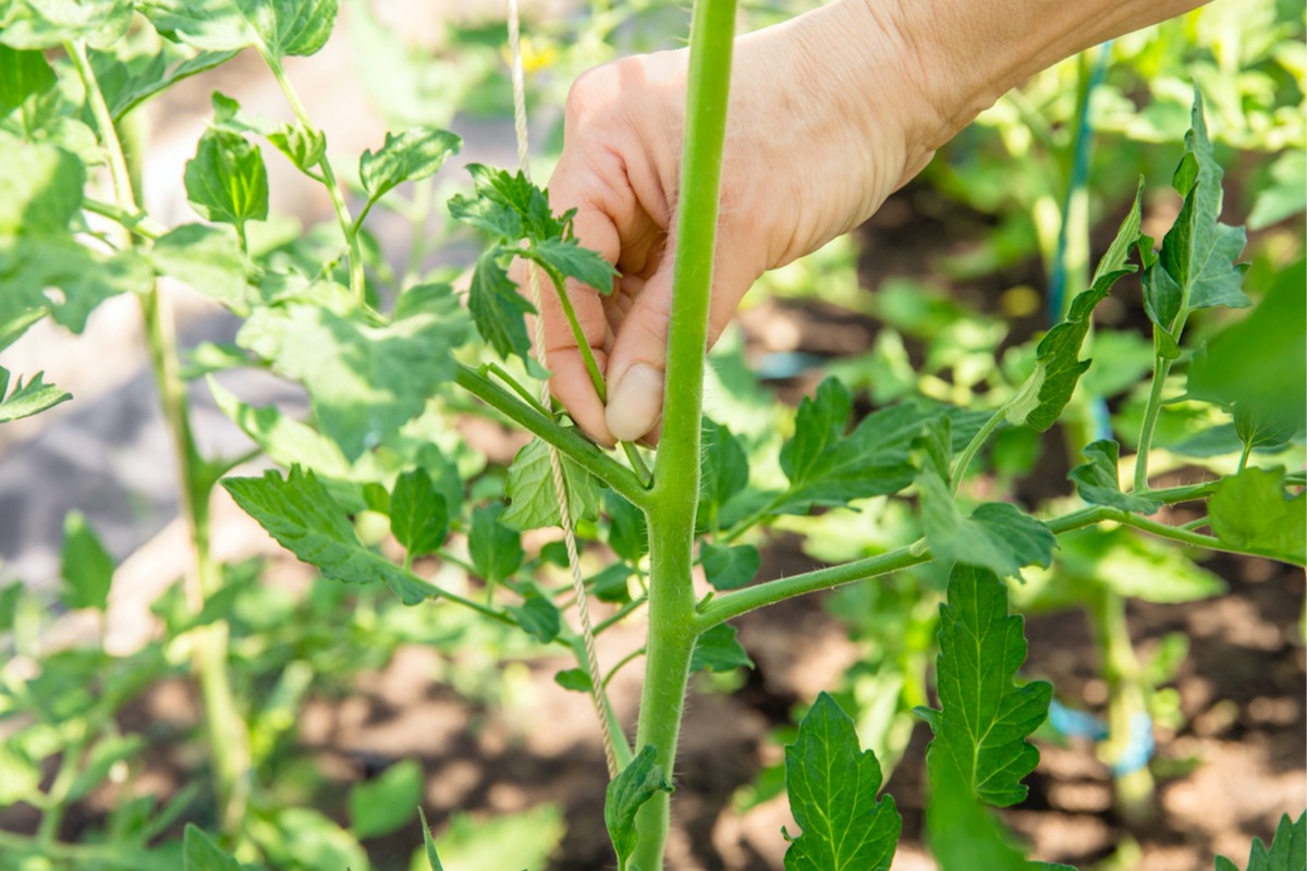 tomato pruning mistakes