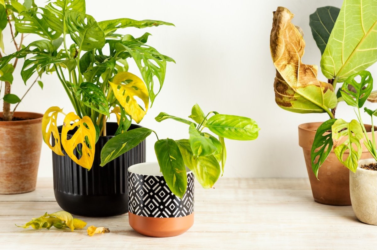 Indoor grouping of potted plants, some of which have yellowing or withered leaves.