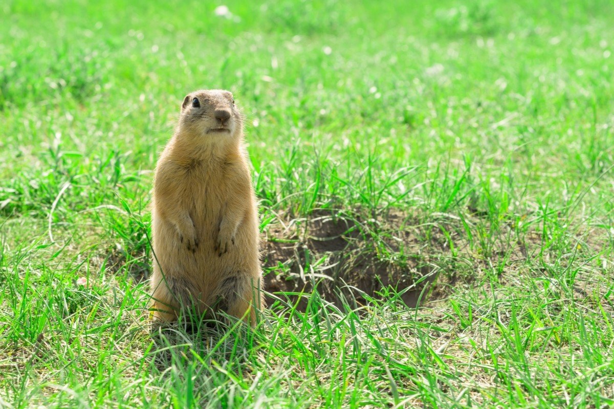 Gopher standing and starring near the burrow dug in the lawn. 