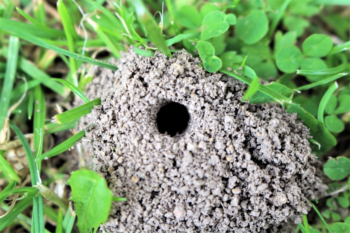 A close up image of a worm hole with grains of soil around.