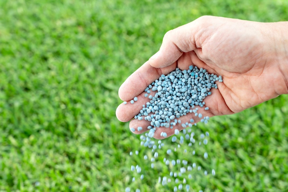 
Downloaded
Close-up of hand spreading granules on lawn. 