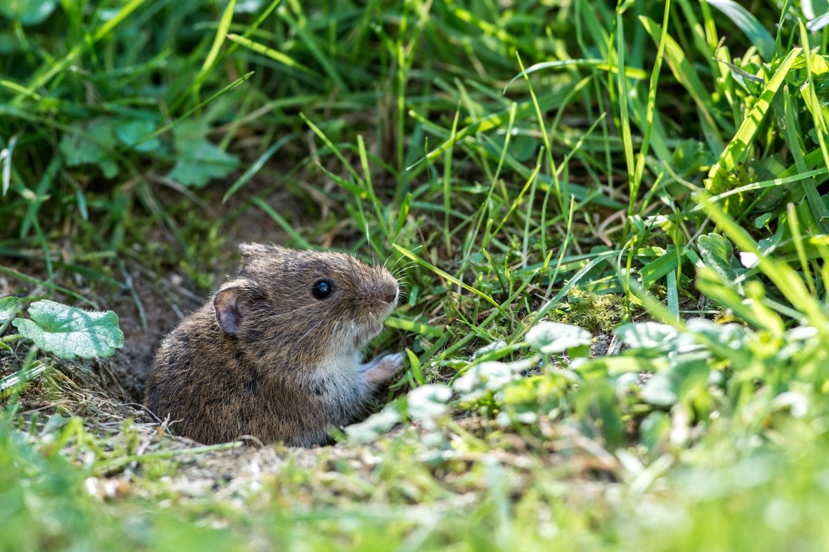 A small vole sitting in a hole in the lawn.