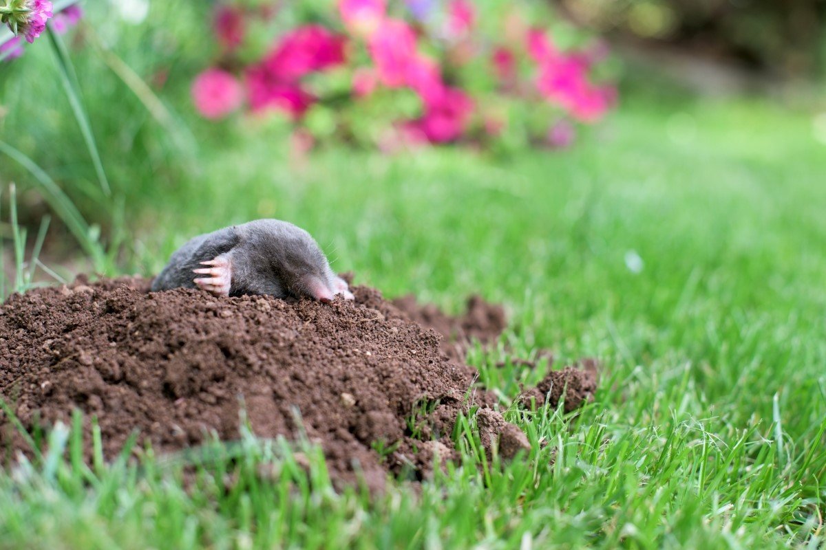 A mole has emerged on the surface of the soil in a flower garden.