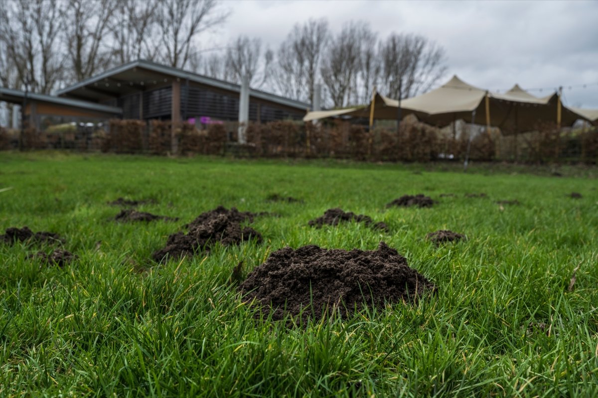 A lawn with multiple mounds of soil around holes dug by moles.