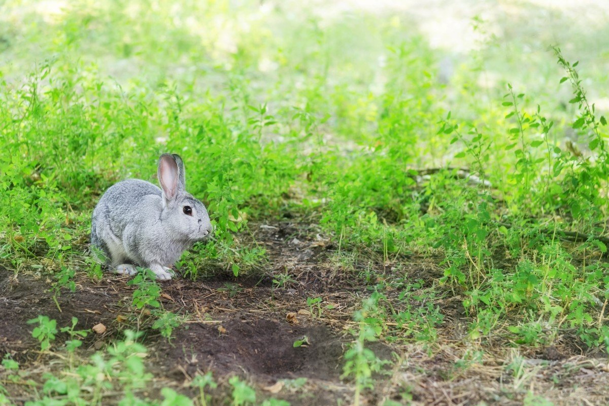 A gray rabbit dug multiple holes in the ground.