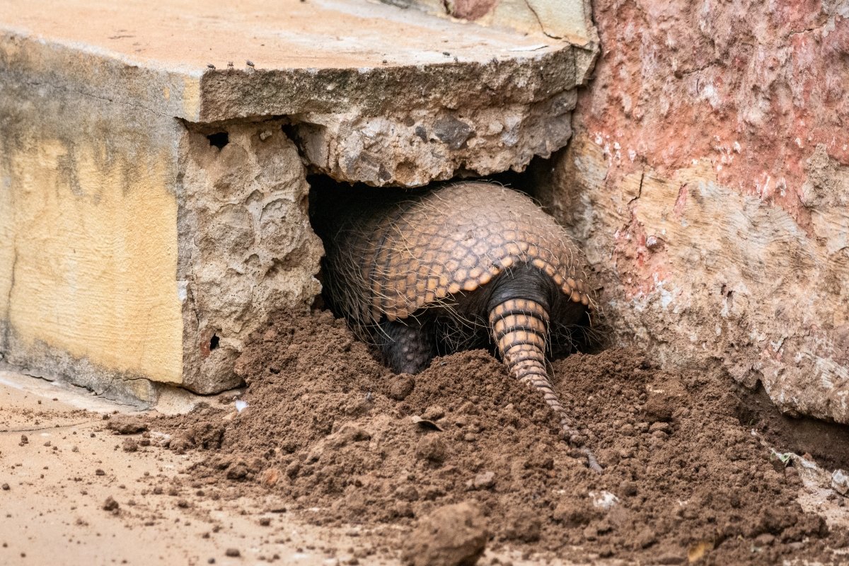 An armadillo digging a nest hole near a structure.