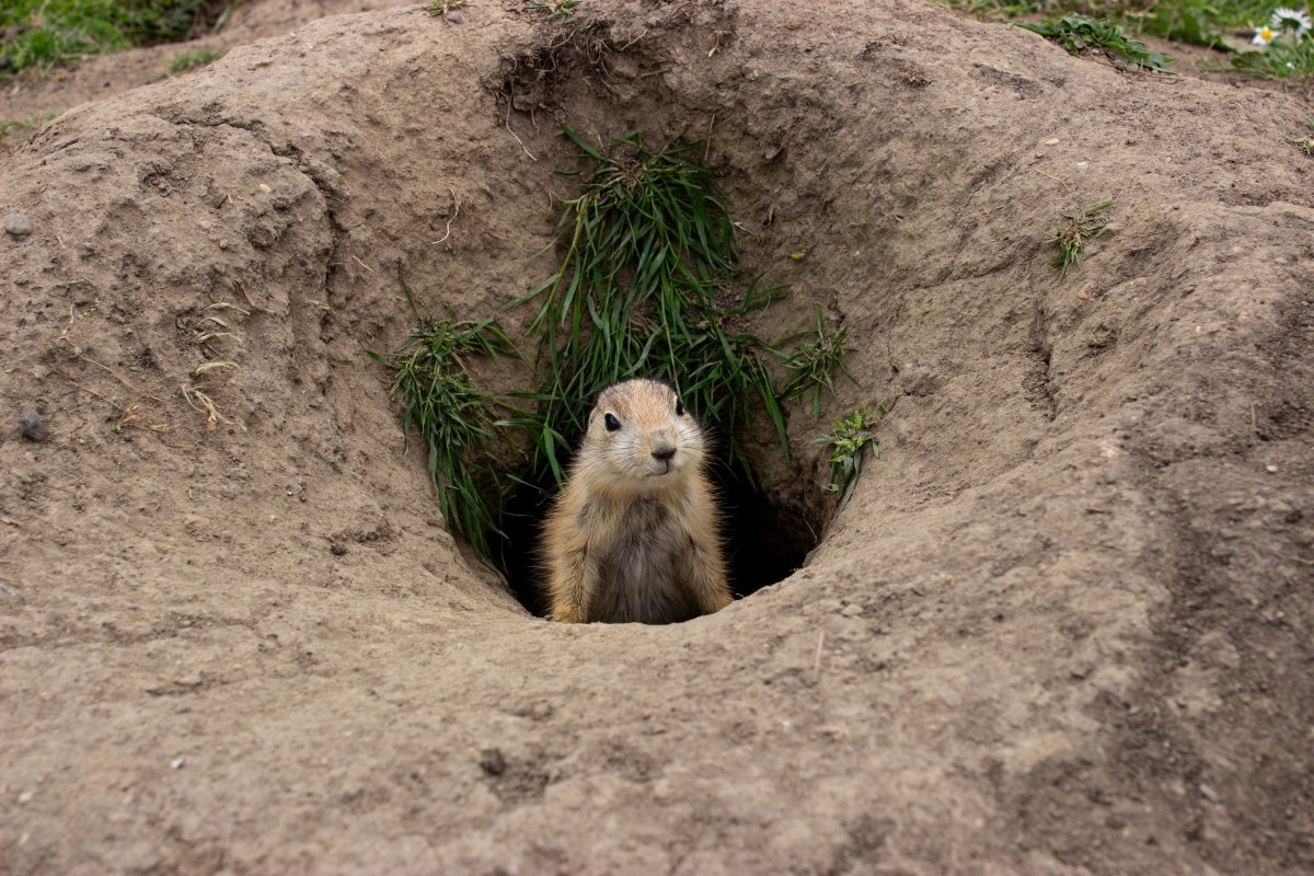 Closeup shot of a groundhog coming out of a small hole surrounded by green grass.