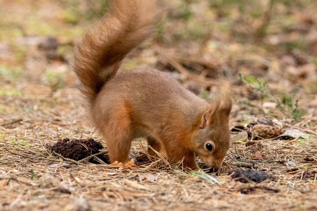 Vibrant red squirrel burying food in the ground. 
