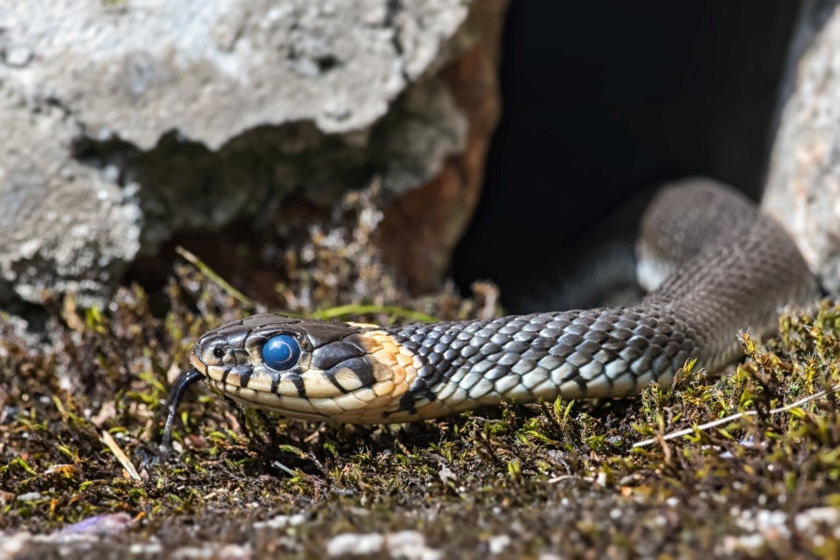 A snake coming out of a hole.