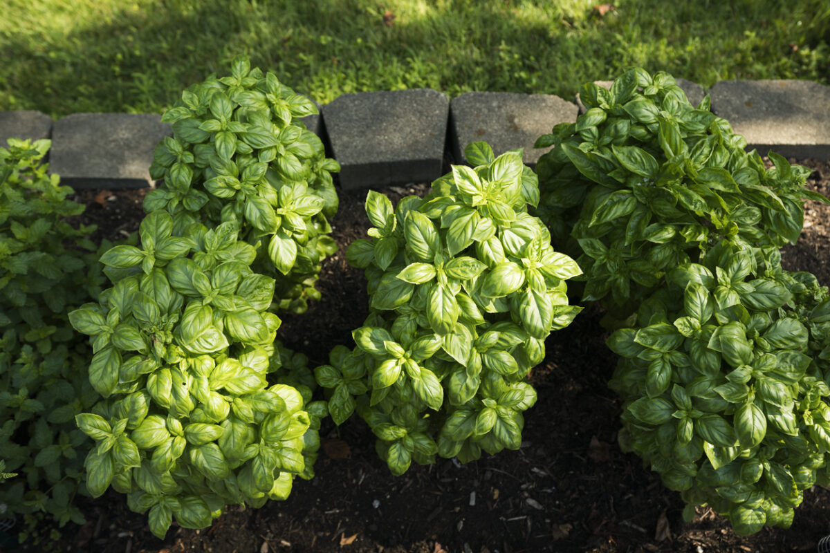 fragrant plants