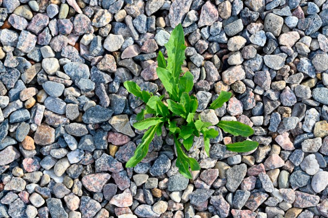 The Best Weed Killers for Gravel