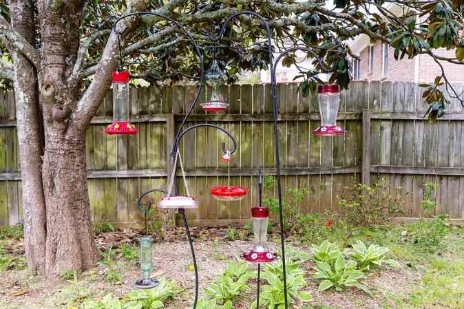 The Best Hummingbird Feeders, According to Our Testing