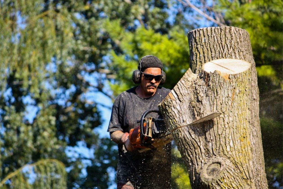 Solved! Does Homeowners Insurance Cover Tree Removal? Bob Vila