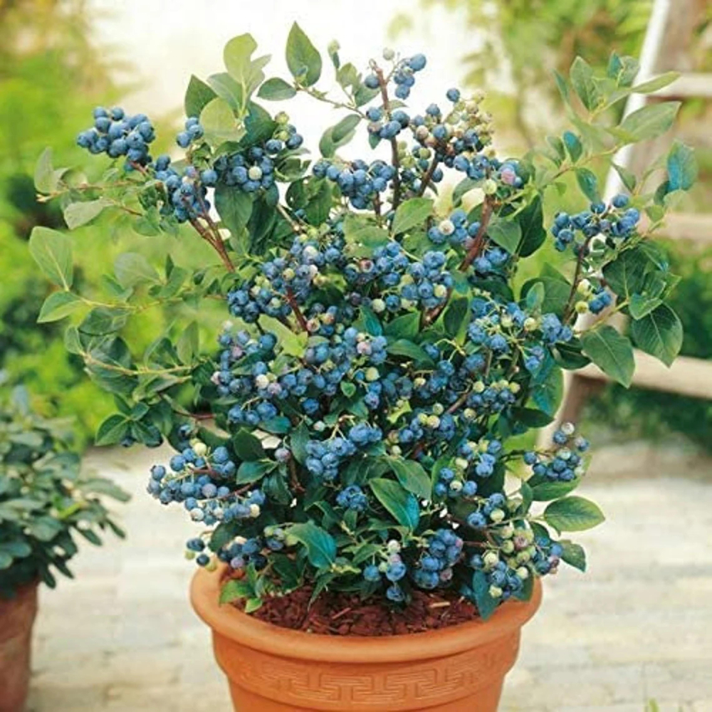 berries to grow in containers