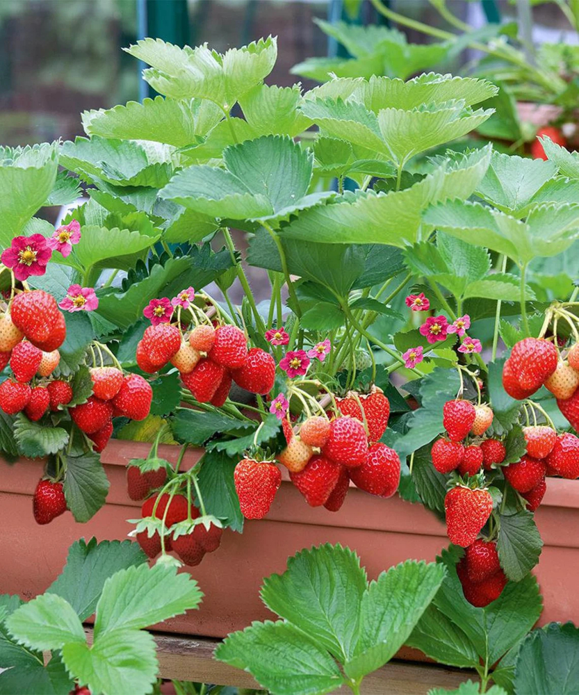 berries to plant in containers