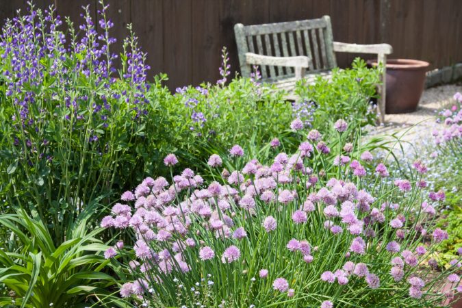 11 Fragrant Plants for Creating the Ultimate Aromatherapy Garden