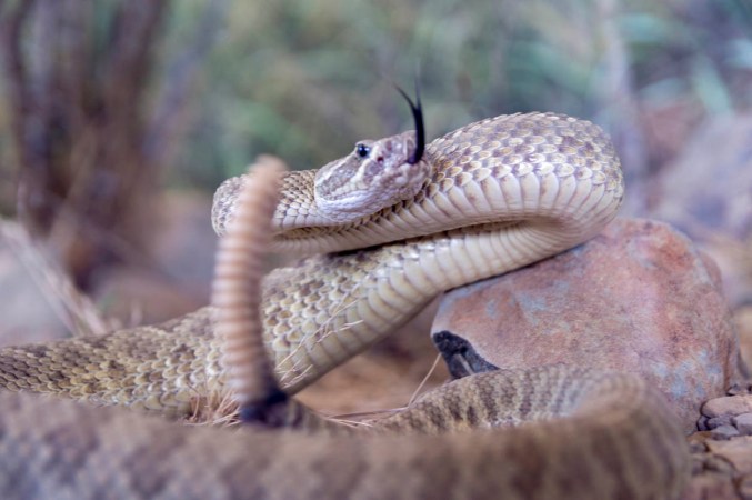 Rattlesnakes Around Your Home? Here’s How to Get Rid of Them—And Keep Them Out